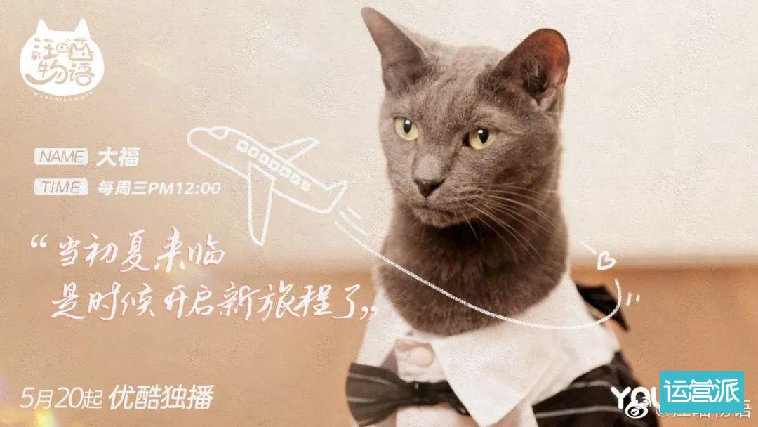 铲屎官必看的《汪喵物语》，海报文案超治愈！