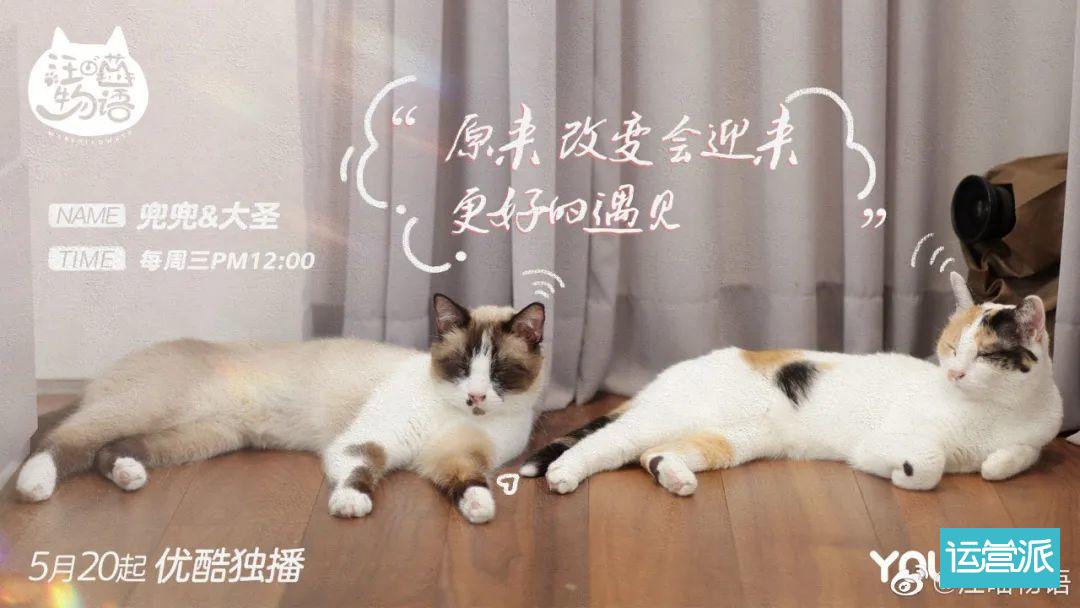 铲屎官必看的《汪喵物语》，海报文案超治愈！