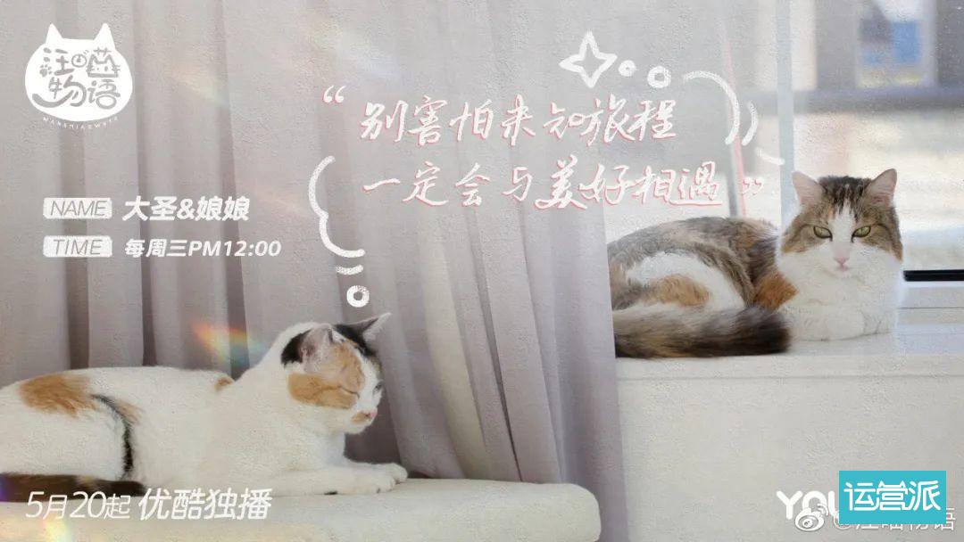 铲屎官必看的《汪喵物语》，海报文案超治愈！