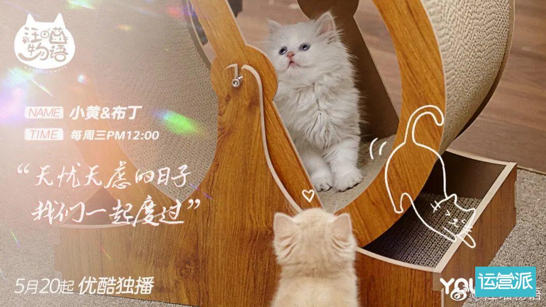 铲屎官必看的《汪喵物语》，海报文案超治愈！