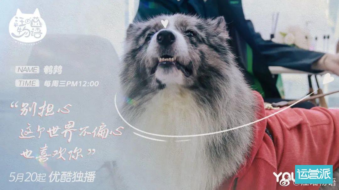 铲屎官必看的《汪喵物语》，海报文案超治愈！