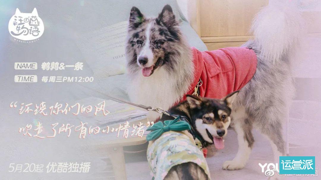 铲屎官必看的《汪喵物语》，海报文案超治愈！