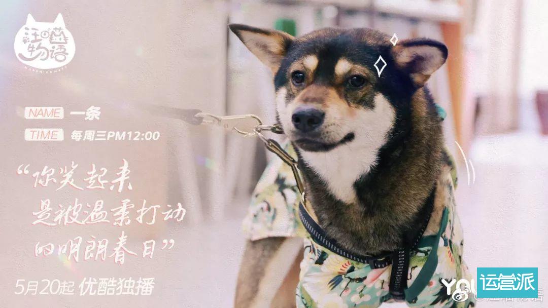 铲屎官必看的《汪喵物语》，海报文案超治愈！