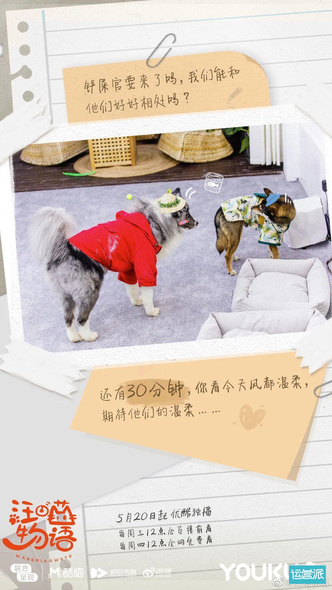 铲屎官必看的《汪喵物语》，海报文案超治愈！