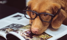 视频消费增长点：除了萌，宠物类内容还有哪些魔力？