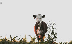 “张同学”不是李子柒