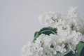 卖菜的为什么连鲜花都不放过？