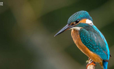 Z世代的异宠热：在沉迷和乱序中火爆？