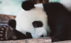 开年顶流，“一墩难求”，是谁操纵了“冰墩墩”的出圈？