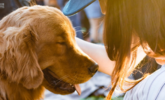 宠物营销三大玩法：猫猫狗狗还能帮品牌赚钱？？？