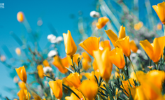 鲜花直播间，正在让年轻人上瘾