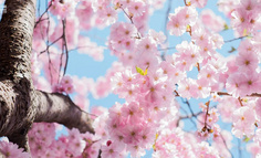 如何把贩卖春天、季节限定，打造成品牌低成本传播的「流量密码」？