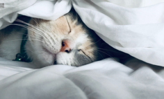 5000字讲透，宠物商家如何在小红书成长？