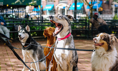 宠物、餐饮、装修、婚摄，线下门店商家如何玩转小红书？