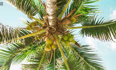 美女直播，擦边文案，椰树被认可了吗？