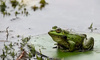国内随处可见的卖崽青蛙，在tiktok里成了顶流