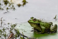 國內隨處可見的賣崽青蛙，在tiktok里成了頂流