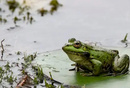 国内随处可见的卖崽青蛙，在tiktok里成了顶流
