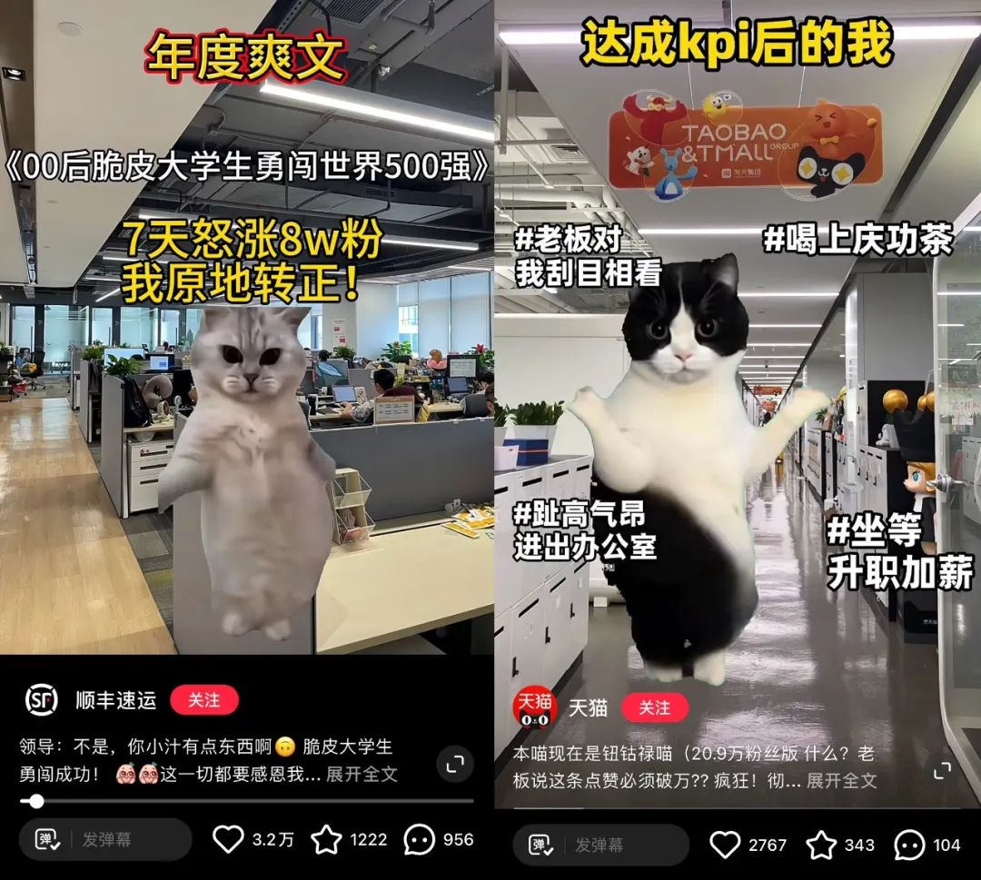 猫meme走红，赛博时代的“情绪消化剂”