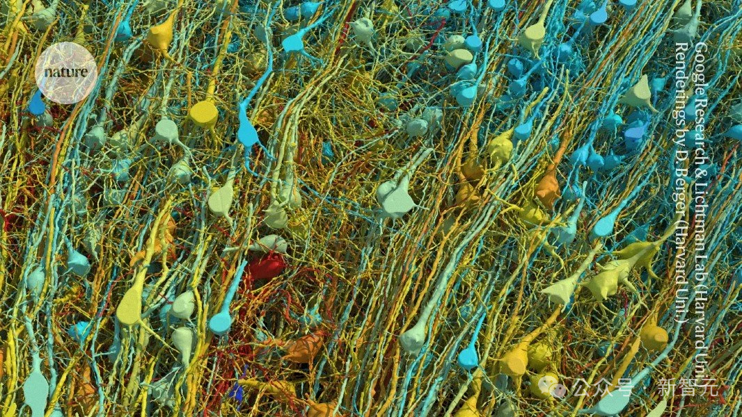 十年磨一「图」，谷歌震撼发布纳米级人脑图谱！AI加持人类大脑研究